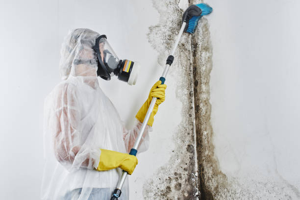 Office Mold Removal Services in Sun City West, AZ