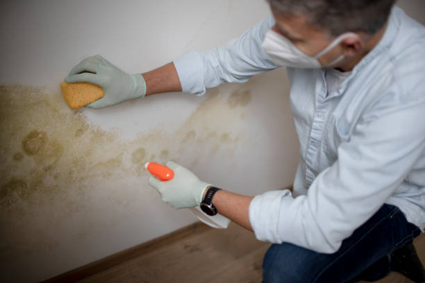 Mold Removal Process in Sun City West, AZ