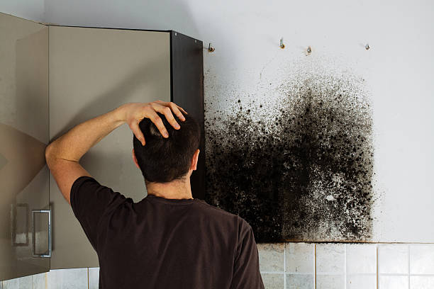Mold Testing and Removal in Sun City West, AZ